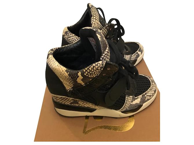 Ash Terrorismo funky Stampa python